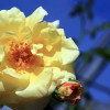 Роза Плетистая Morgensonne