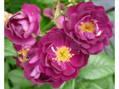 Роза Плетистая Perennial Blue
