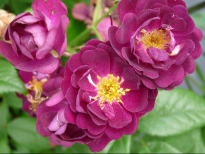 Роза Плетистая Perennial Blue