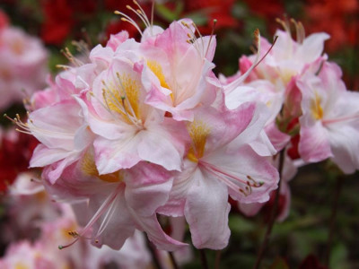 Азалия японская satomi Азалия японская satomi