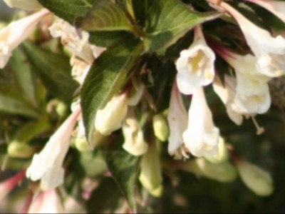 Вейгела цветущая courtacad Вейгела цветущая courtacad