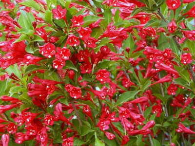 Вейгела цветущая evita Вейгела цветущая evita