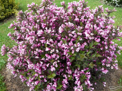 Вейгела цветущая nana purpurea
