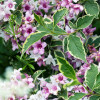 Вейгела цветущая variegata