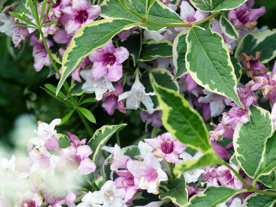 Вейгела цветущая variegata