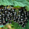 Смородина черная Ядреная Смородина черная Ядреная