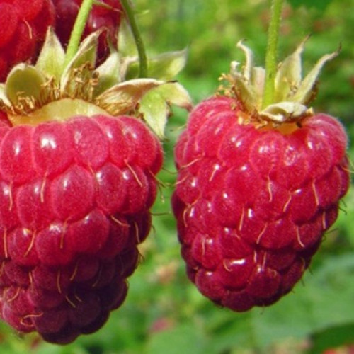 Малина Гигант Московский